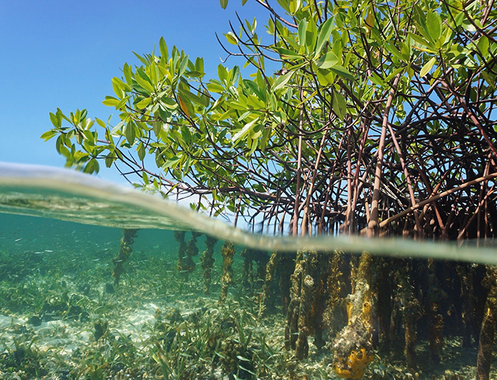 Manglar 2