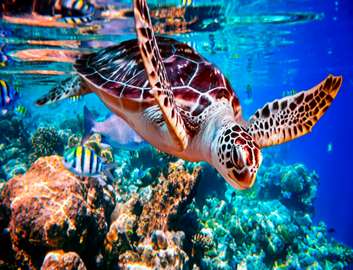 tortugas marinas